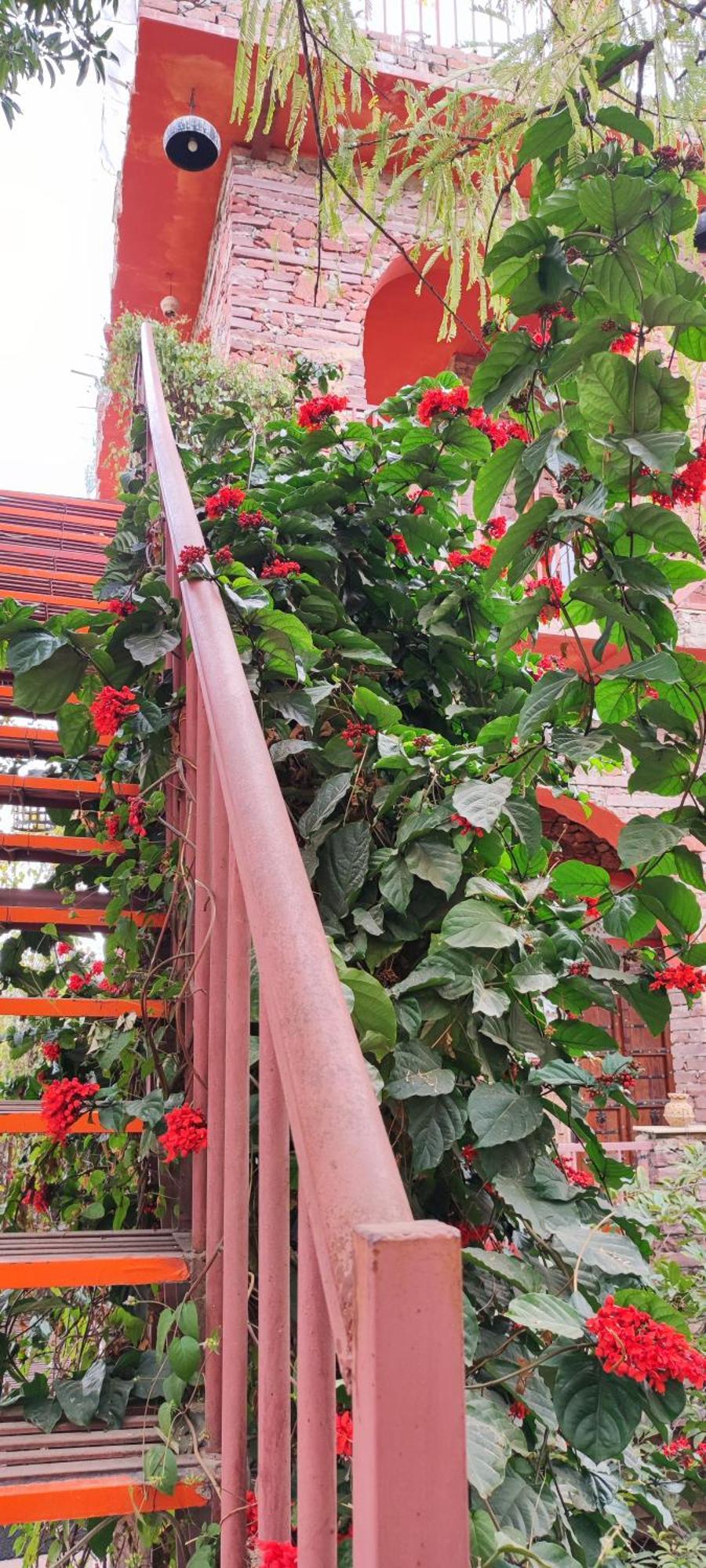 The Secret Garden Bed and Breakfast Pushkar Eksteriør billede