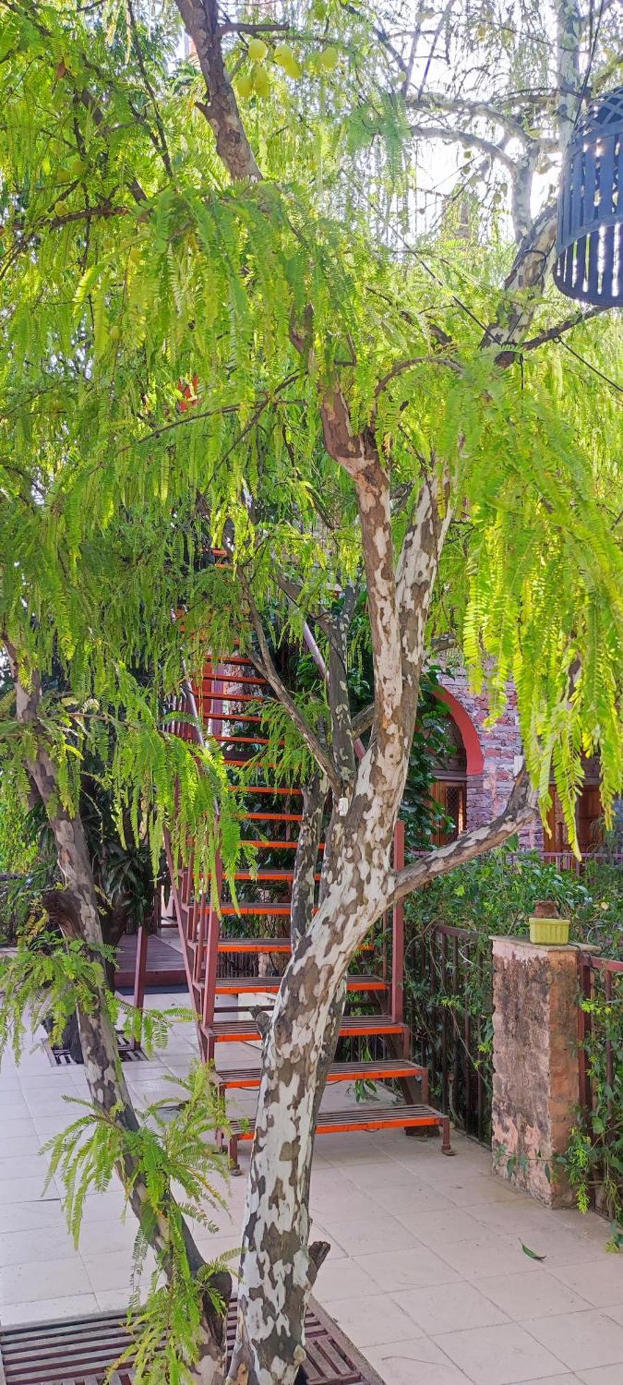 The Secret Garden Bed and Breakfast Pushkar Eksteriør billede
