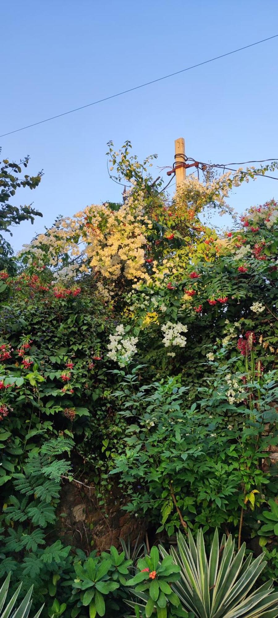 The Secret Garden Bed and Breakfast Pushkar Eksteriør billede